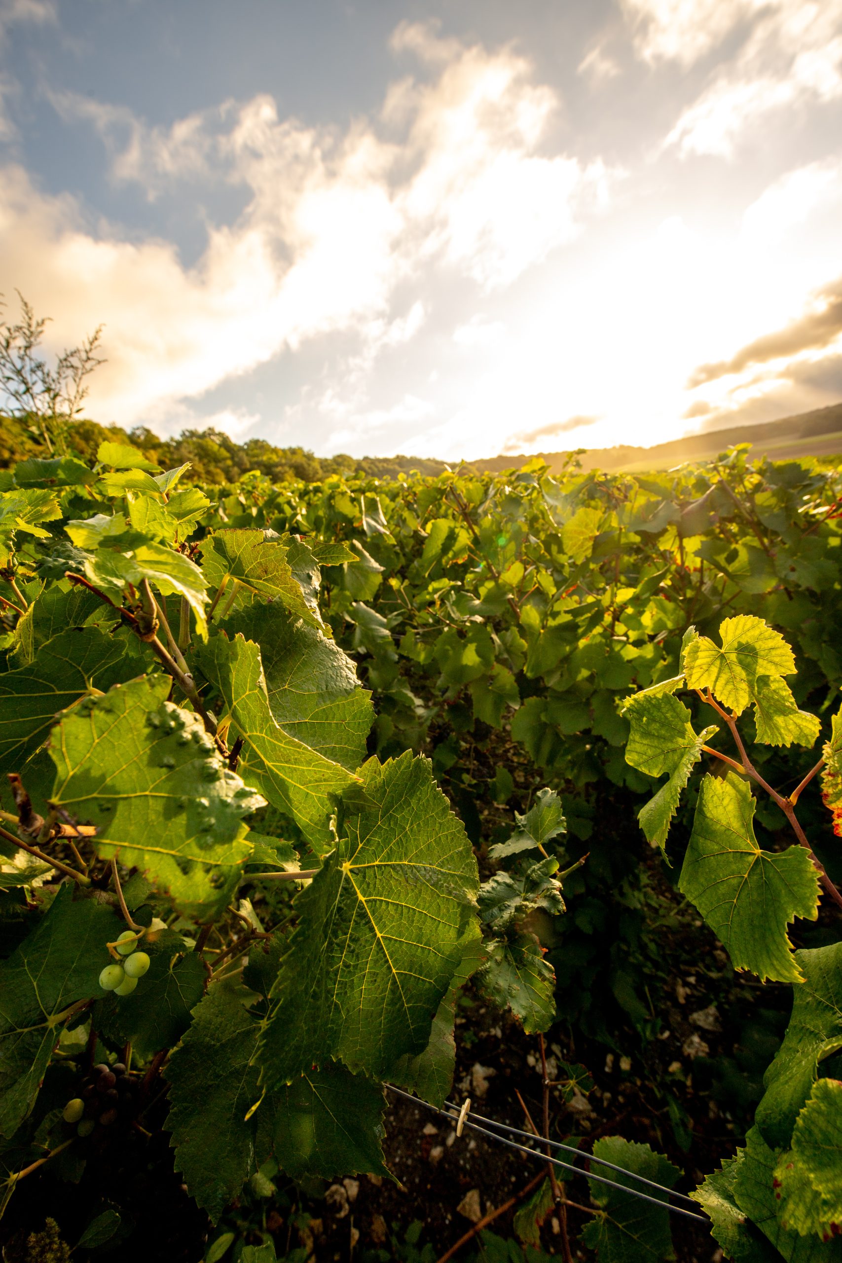 Vigne en grand angle