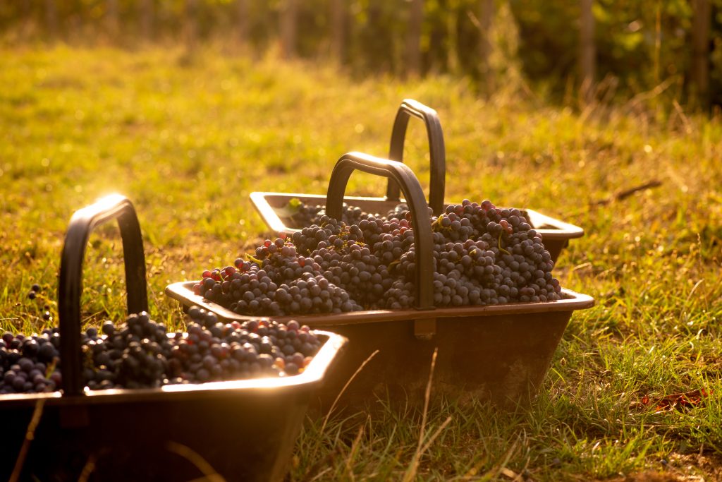 Panier de raisins dans les vignes