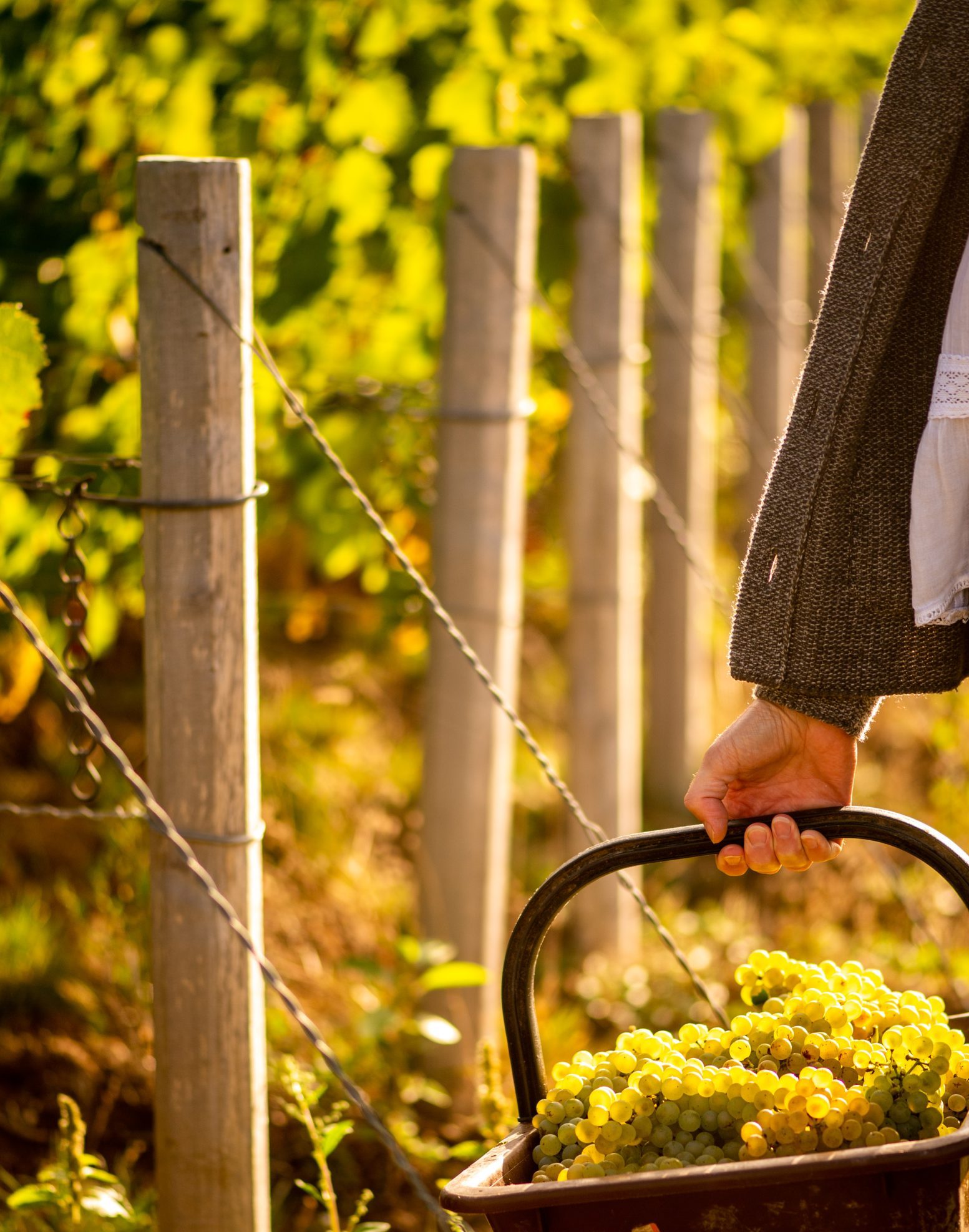 Panier de raisins blanc dans les vignes