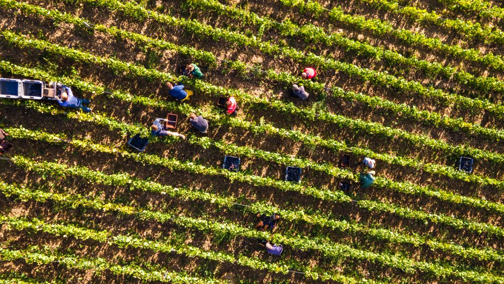 Plan de vignes vue du dessus