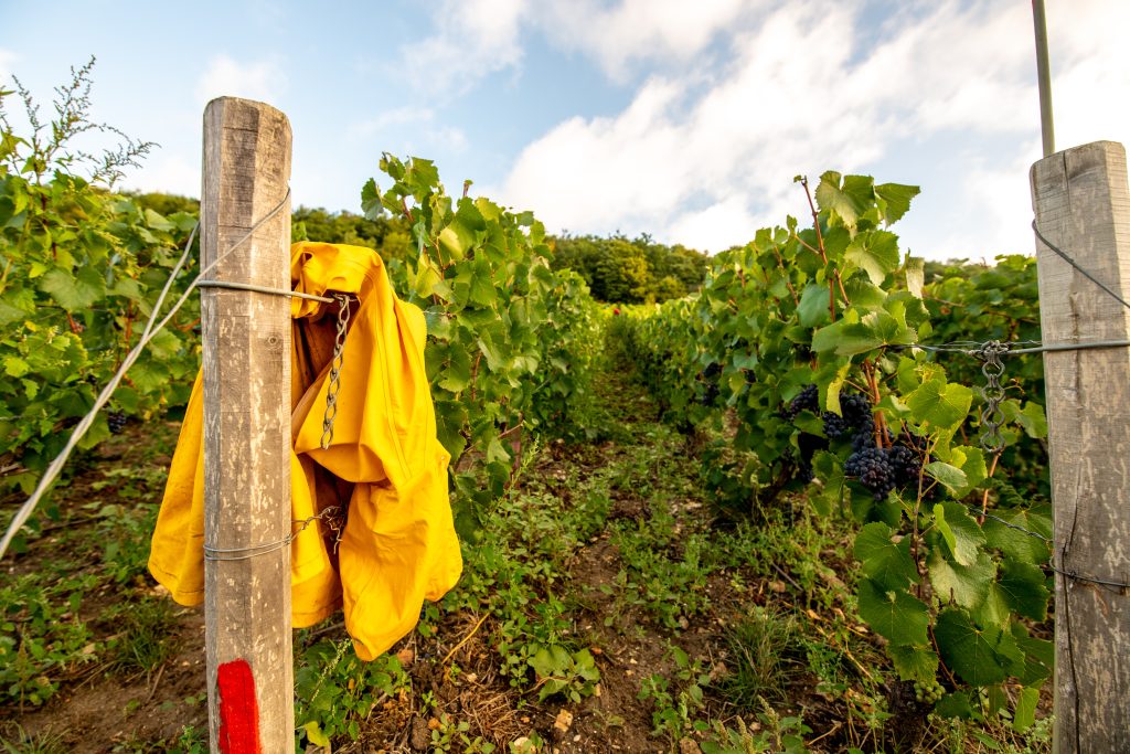 Plan de vignes vendanges