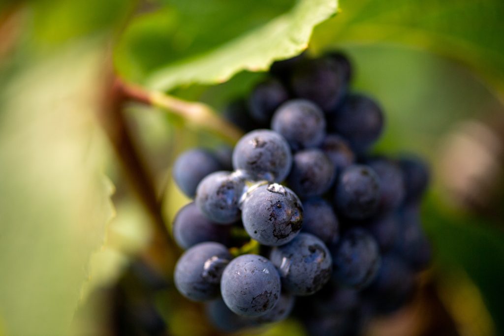 Grappe de raisin