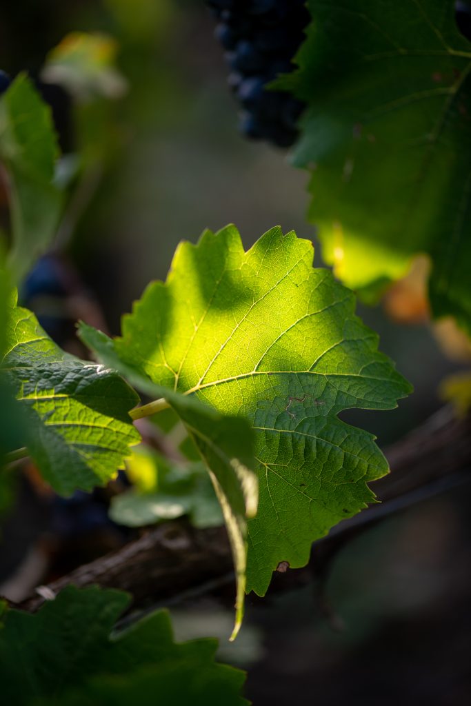 Feuille de vigne