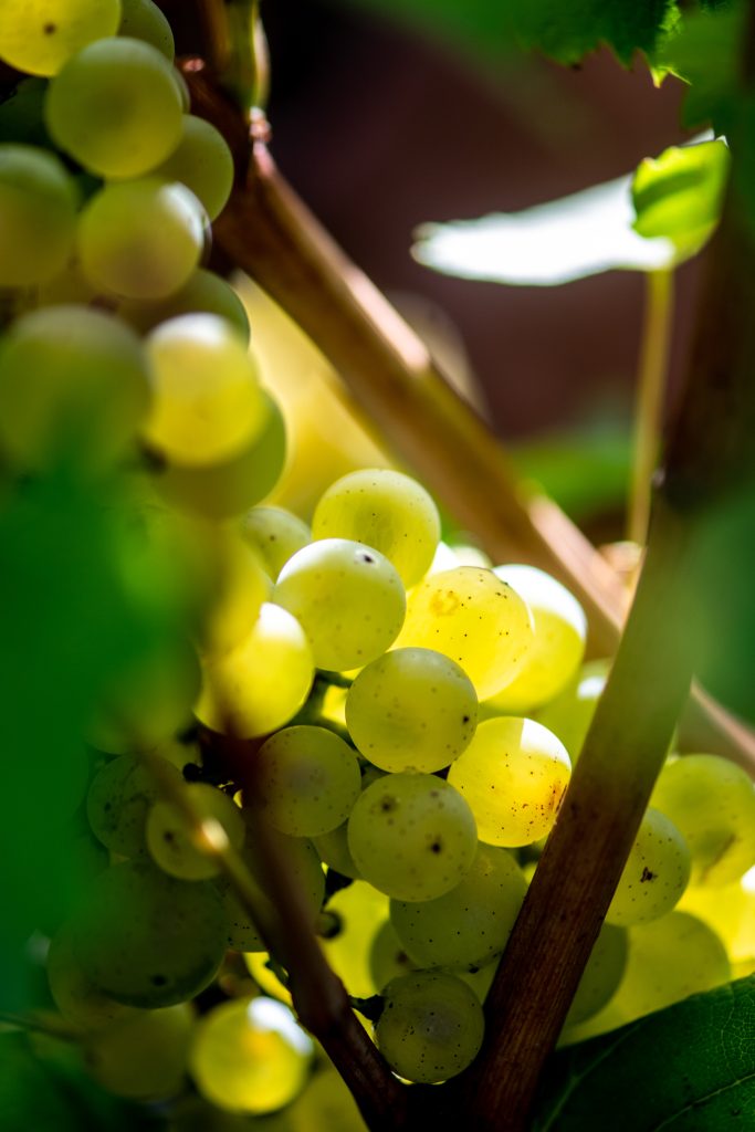 Plan grappe raisin blanc