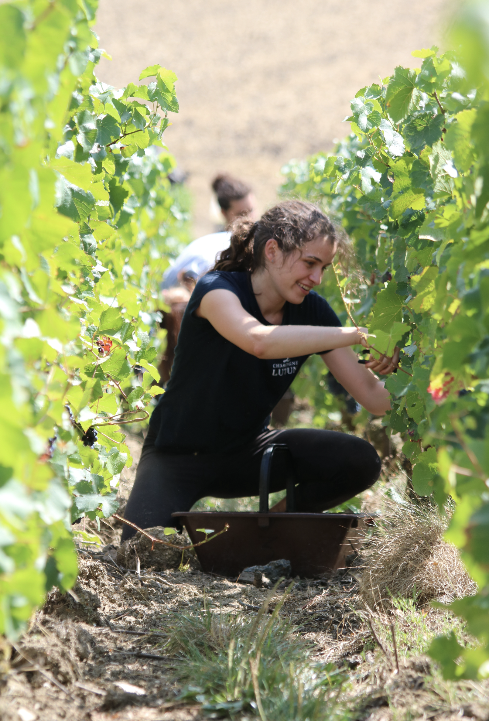 Vendanges champagne Lutun fille
