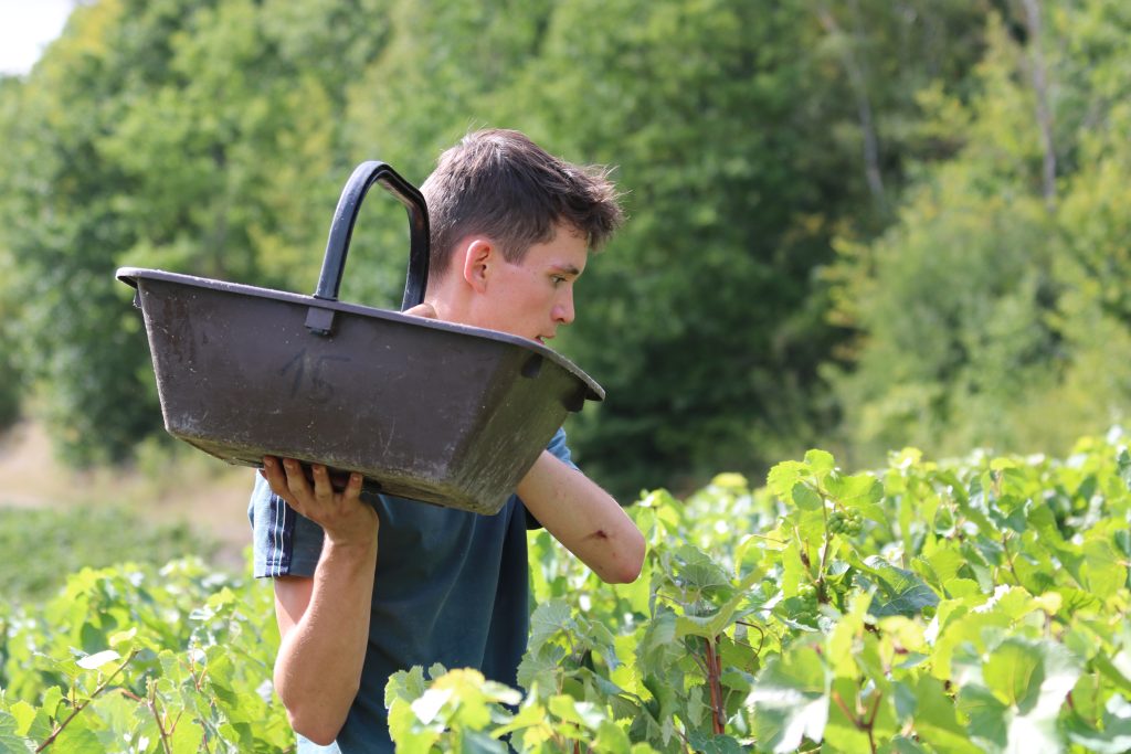 Vendanges champagne Lutun fils